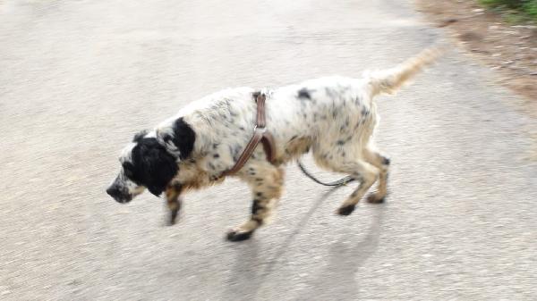Jack Foto 2